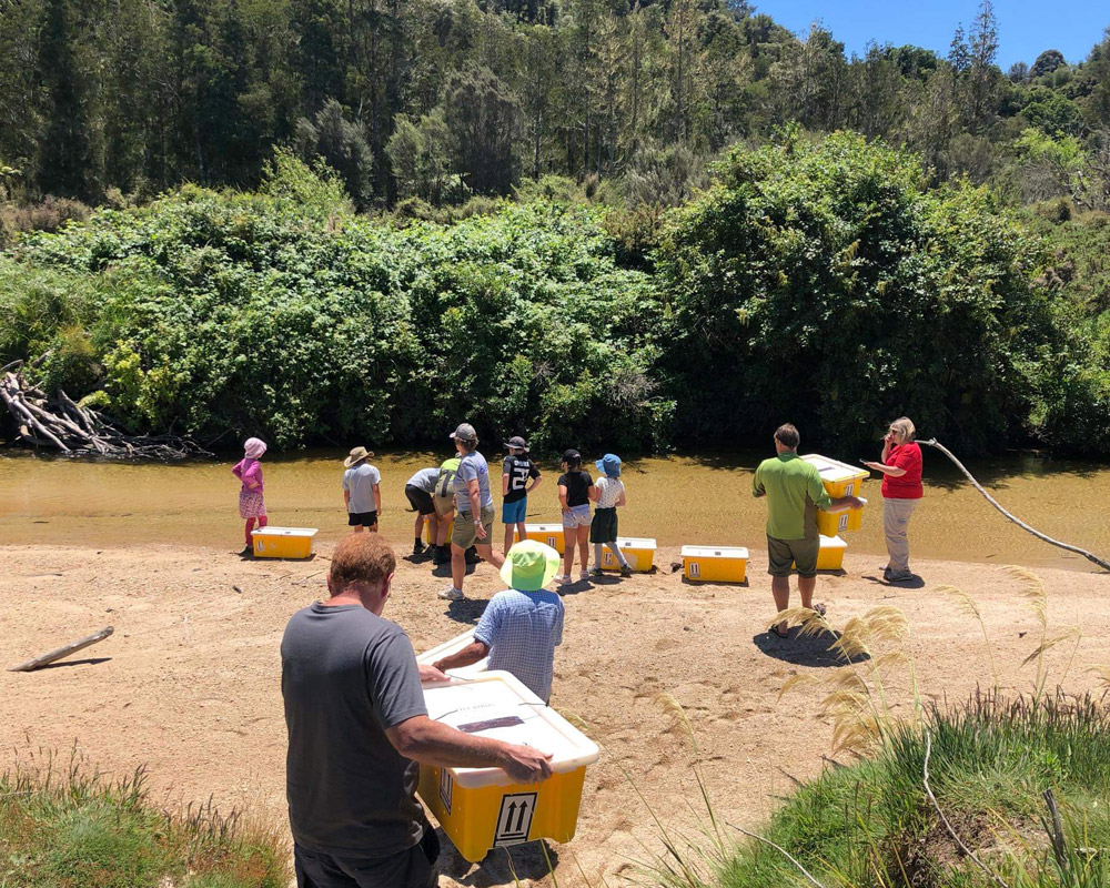 people release pateke in able tasman national park